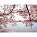 Made & Curated Full Bloom III by Scott Wurzel Paper in Gray/Pink/Red | 25.2 H x 31.2 W x 0.87 D in | Wayfair 77593_Matted Paper_24 x 30