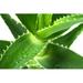 Dakota Fields Katarina Aloe - Wrapped Canvas Photograph Metal in Green | 32 H x 48 W x 1.25 D in | Wayfair F00A7B2DF09744FC86932528DFB78937