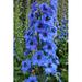 Ebern Designs Brison Bright Blue Delphinium Spike by - Wrapped Canvas Photograph Canvas in Blue/Green | 18 H x 12 W x 1.25 D in | Wayfair