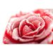 Ebern Designs Naguan Frozen Rose by Nick_Thompson - Wrapped Canvas Photograph Metal in Red | 32 H x 48 W x 1.25 D in | Wayfair