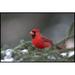 The Holiday Aisle® Gabryel Cardinal On Pine Tree - Wrapped Canvas Photograph Canvas in Green/Red | 12 H x 18 W x 1.25 D in | Wayfair