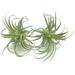 Heldig 2 Pack Artificial Succulents Plants Unpotted Fake Flocking Tillandsia Air Plants Succulent Bromeliads Bouquet Arrangements Faux Plants DIY for Garden Terrarium Decor Home Decoration Green