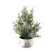 Flora Bunda CH1995E-WH 11.5 Frosted Xmas tree in 4 Reversed Bowl Pot