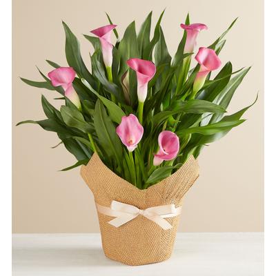 1-800-Flowers Plant Delivery Pink Calla Lily In Natural Wrap Large Plant Pink Calla In Wrap | Happiness Delivered To Their Door