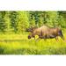 Posterazzi Bull Moose in Velvet Kincaid Park Anchorage Southcentral Alaska Summer Poster Print by Michael Jones - 19 x 12