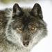 Close-up portrait of a wolf (Canis lupus) looking into the camera; Golden British Columbia Canada Poster Print by The Nature Collection (14 x 14) # 12575794