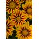 Gazania F1 New Day Red Stripe x10 seeds, Bedding - Basket or Tub plant