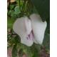 Clitoria ternatea White x20 seeds Butterfly Pea Seeds Climbing Tropical Flower