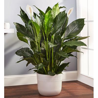 1-800-Flowers Plant Delivery Calming Peace Lily Plant Floor Plant