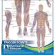 Trigger Point Anatomy Map - Office Wall Poster for Reference by Massage Therapists, Physical Therapists, Chiropractors, Trainers - Pressure Point and Referred Pain Map