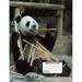 Panda Bear Composition Notebook 200 Wide Ruled 8 1/2 x 11 Pages (Paperback)