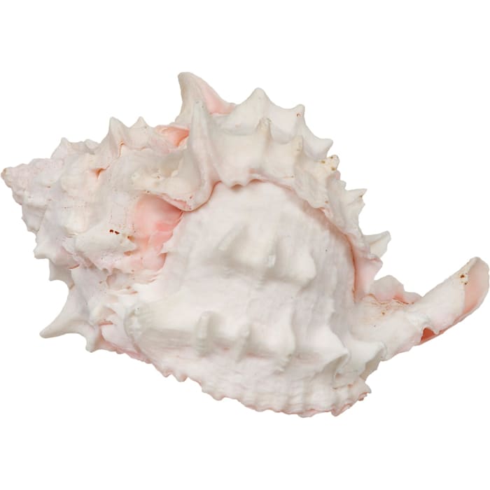 Zoo Med Large Hermit Crab "Growth" Shell