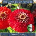 50+ Red Zinnia Dahlia Flowered Seeds, Elegans Mexican Annual Flower Giant Seeds #fi609