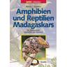 Amphibien und Reptilien Madagaskars, der Maskarenen, Seychellen und Komoren - Friedrich-Wilhelm Mitarbeit:Henkel, Wolfgang Schmidt