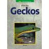 Geckos - Astrid Falk
