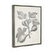 Rosalind Wheeler Vintage Fig Plant Study Drawing Framed Floater Canvas Wall Art By Lil' Rue Canvas in Gray | 31 H x 25 W x 1.7 D in | Wayfair