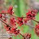 Hamamelis x intermedia 'Diane'