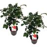 Plant In A Box - Camellia japonica 'Lady Campbell' - Set de 2 - Rose - Pot 15cm - Hauteur 50-60cm