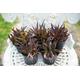 Aloe x Haworthia - 'Black Gem' - Dark Bronze Aloe hybrid succulent - House plant - Easy Care