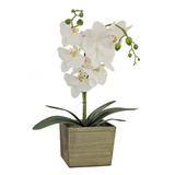 21 White Orchid Flower in Wood Box