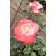 Nostalgia - Cream With Cherry Red Edges- Hybrid Tea - 4ltr Potted Rose