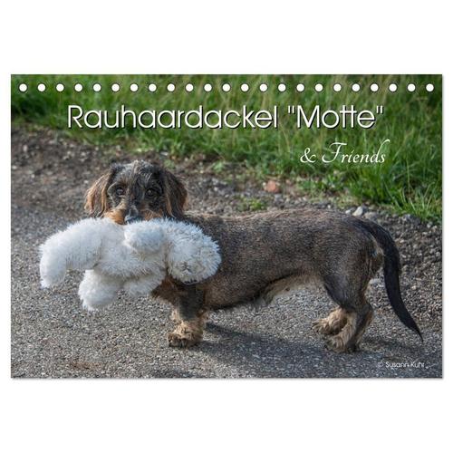 Rauhaardackel Motte & Friends (Tischkalender 2024 Din A5 Quer), Calvendo Monatskalender