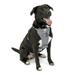 Kurgo Tru-Fit Smart Harness Dog Harness Pet Walking Harness Quick Release Buckles Front D-Ring for No Pull Training Includes Dog Seat Belt Tether (Grey Large)