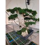 Driftwood and Moss Bonsai Tree - Fresh Water Driftwood and Preserved Moss