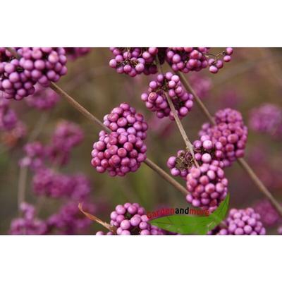 Liebesperlenstrauch Schönfrucht Callicarpa i.Topf 60-80