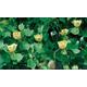 Liriodendron Tulip Tree Potted Plants, Two