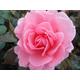 Rosa 'You're Beautiful' Potted Rose - Clusters of Light Pink Blooms - Rose of The Year 2013 - Floribunda