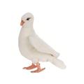 Hansa Dove Soft Toy 20 cm H