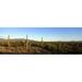 Panoramic Images Saguaro cacti in a desert Four Peaks Phoenix Maricopa County Arizona USA Poster Print by Panoramic Images - 36 x 12