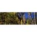 Panoramic Images Aspen trees with mountains in the background Maroon Bells Aspen Pitkin County Colorado USA Poster Print by Panoramic Images - 36 x 12