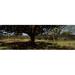 Panoramic Images Trees in a field with a stone wall in the background Thimlich Ohinga Lake Victoria Great Rift Valley Kenya Poster Print by Panoramic Images - 36 x 12