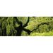 Panoramic Images Moss growing on the trunk of a Weeping Willow tree Japanese Garden Washington Park Portland Oregon USA Poster Print by Panoramic Images - 36 x 12