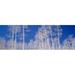Panoramic Images Low angle view of aspen trees in a forest Utah USA Poster Print by Panoramic Images - 36 x 12