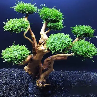 Aquarium Landschaftsbau Holz Wasser Pflanze Wurzel Treibholz Baum Wasserpflanzen Aquarium Gras Image