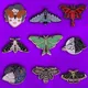 Beautiful Moths Enamel Pin Collection Christmas Crimson Moth Butterfly Brooch Badge