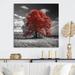 Red Barrel Studio® Red Tree Blossom Haven I On Metal Print Metal in Gray/Red | 29 H x 29 W x 1 D in | Wayfair 79B38C48EE654F8DBE452131EC11BAF0
