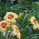 Hemerocallis Bayou Bride - Day Lily - Plant in 2 L Pot