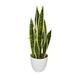 26" Sansevieria Plant with White Pot