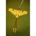 Gracie Oaks Paxtonia Comet Moth On Canvas by Faunuslsd Photograph Canvas in Yellow | 18 H x 12 W x 1.25 D in | Wayfair