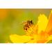 Gracie Oaks Firminio Bee On Daisy Flower On Canvas by Forrest9 Photograph Canvas in Yellow | 8 H x 12 W x 1.25 D in | Wayfair