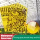 30-100pcs Strong Fruit Fly Traps Bugs yellow Sticky Board pest control insect killer Two-sided glue
