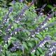 3x Salvia Phyllis Fancy plant plugs, sage perennial, white/blue flowers
