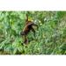 Pacaya Samiria Reserve Peru Brown woolly monkey (Humboldt s woolly monkey) hanging by its tail in the jungle Poster Print by Janet Horton (36 x 24) # SA17JHO0076