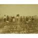 African American men women and children standing in a cotton field some holding baskets containing cotton Poster Print (18 x 24)