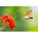 Gracie Oaks Hummingbird Hawk-Moth Flying To A Lantana Flower On Canvas Photograph Metal in Green/Red | 32 H x 48 W x 1.25 D in | Wayfair