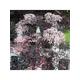 Sambucus Nigra 'Black Lace' (2L Pot)